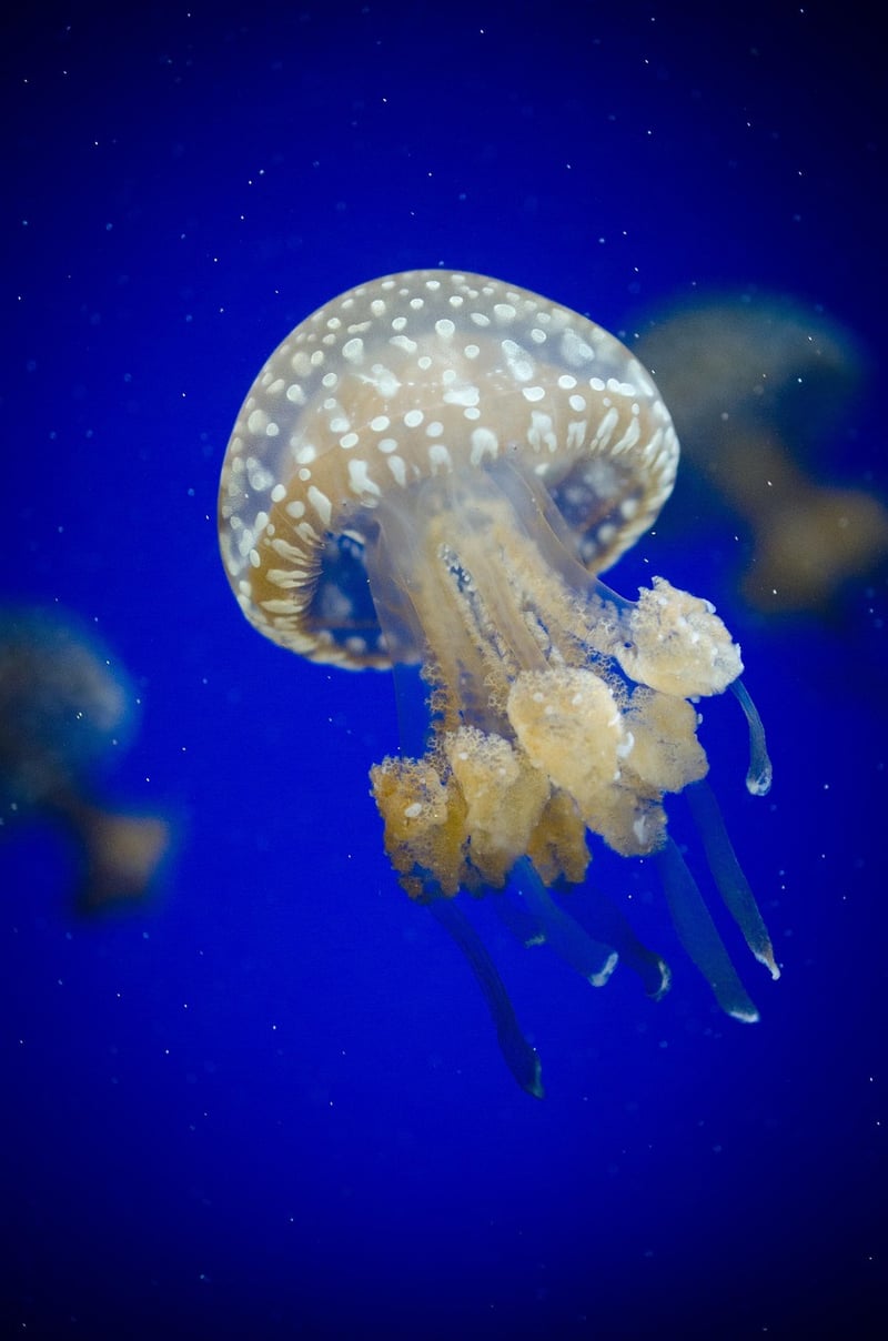 Underwater Palace Decor
